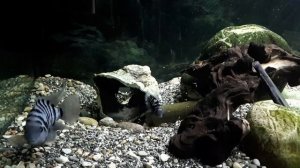 чернополосые цихлазомы краткий обзор