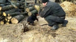 Спасение ёжика от ягдтерьера на праздник,ёжик застрял,ягдтерьер помогает.