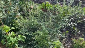 ЭТОТ СУПЕР КУСТАРНИК НАХОДКА ДЛЯ САДА  ЦВЕТЕТ ВСЁ ЛЕТО ЛИЛОВЫМИ ЦВЕТАМИ. КОМПАНЬОН для РОЗ .  Uniqu