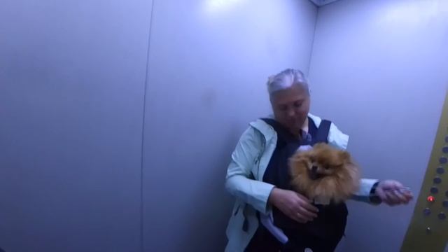Шпиц Бэлла после груминга. Рюкзак-переноска для домашних животных. Кормушка для кошек и собак