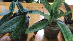 Paphiopedilum helenae & henryanum. Hаращивание корней у башмачков.