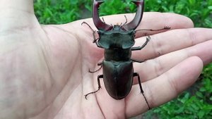 Как выглядит Большой Зелёный кузнечик. Жук - олень самец, самка.