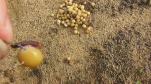 Рыбалка на Удочку в конце Августа!Живописная Река Пра