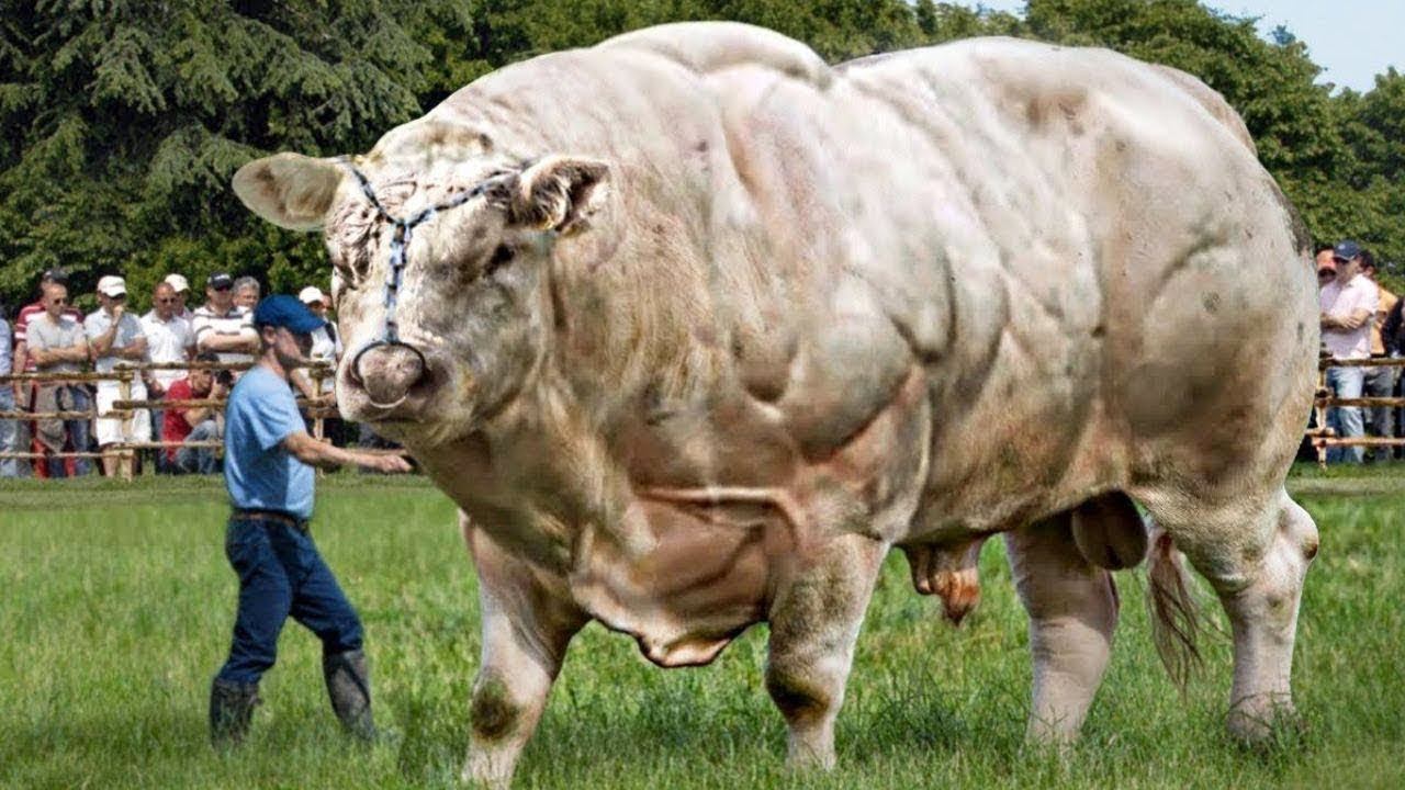 Браки мужчины быка. Кьянина порода Быков. Самый большой бык. Самые большие быки. Мощный бык.