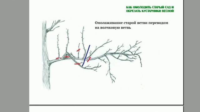 Омолаживаем старые ветки чтобы получить новый урожай. Как омолодить и обрезать деревья. Часть 4. ©