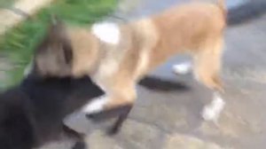 Восточноевропейская овчарка и алабай))