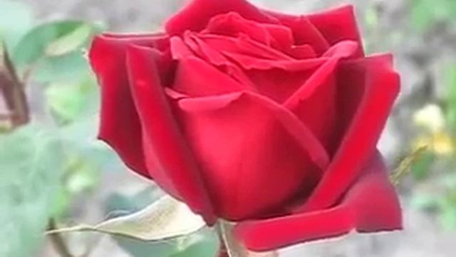 Rose Selena (Селена роза)
