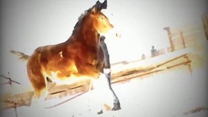 Цыгане и Породистые племенные лошади и рысаки