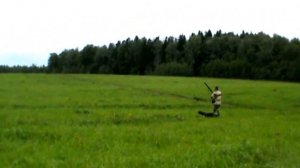 Охота с легавой. Ирландский сеттер Понка