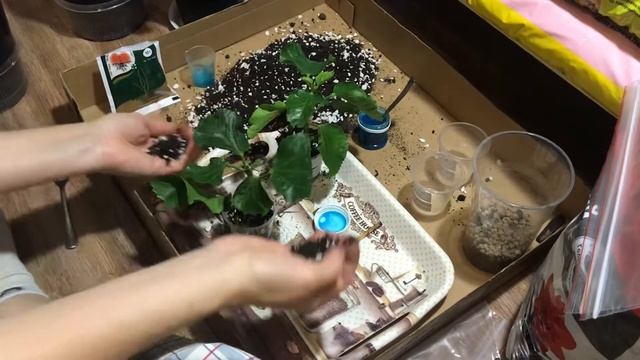 ?Эксперимент! Укоренение черенков голландского гибискуса с помощью радигрина и корневина.