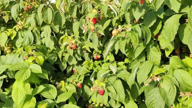 малина квели на 23 июня 2023 смотреть онлайн