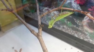 Богомол промахнулся. Не смог поймать муху (