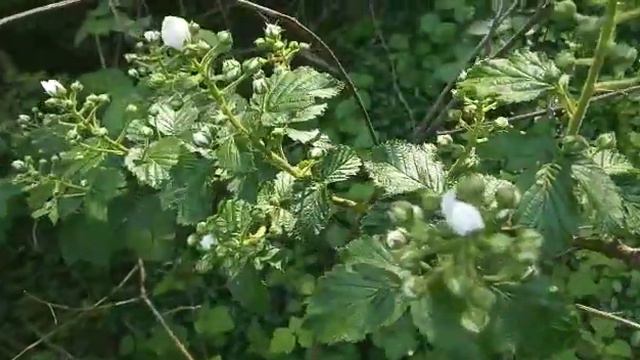 #Полезная ягода ежевика.#позитивыжизниютубольгаклимова смотреть онлайн