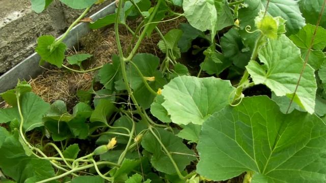 Сад и Огород, Дача - Дыня, выращивание - начало июля (Владимирская область, теплица) смотреть онлайн