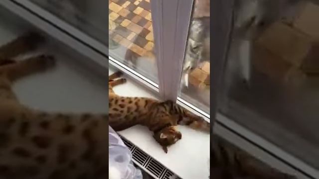 бенгальский кот и хаски - питомник кошек Lantana Fly  - бенгальские котята "Cattery Bengal Cats"