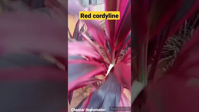 Red Cordyline/Cordyline plant/Outdoor plants #shorts