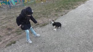 Рисунок корги на футболке своими руками