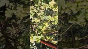 Виноград в Татарстане