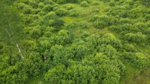 Лось на поле. Видео с Квадрокоптера DJI mini 3 PRO