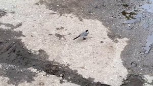 Трясогузка. Преследуем трясогузку в городе.
