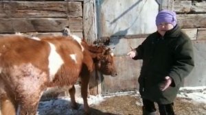 Травматический перикардит/ корова не ест, не пьет