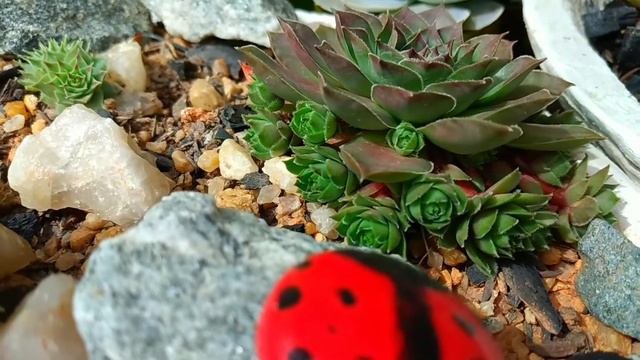 Bascias padronizadas cheias de suculentas (parte 2) смотреть онлайн