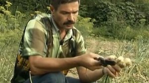 Лук шалот. Около 40 лет в семье!