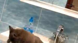 Кот упал с полки