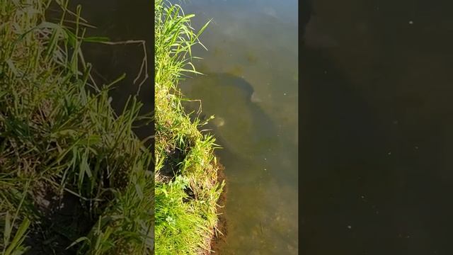 Рыбалка на Сома весной. Гнездо Сома. 15 мая 2022.река Майн. смотреть онлайн