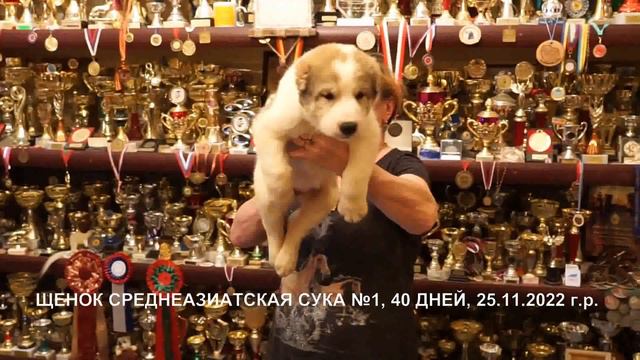 Щенки Среднеазиатской овчарки, алабаи 40 дней, 25.11.2022 г.р.  www.r-risk.ru +79262205603 Татьяна