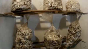 Выращивание Гриба Вешенки На Опавших Листьях.