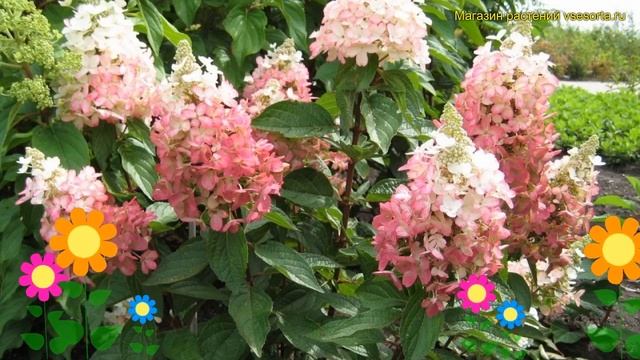 Гортензия метельчатая Мэджикал Везувий. Краткий обзор, описание hydrangea paniculata Magical Vesuvi