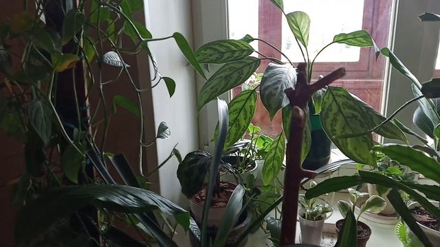 Это щитовка? смотреть онлайн