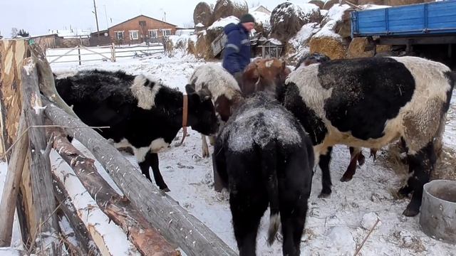 Чем кормить молодняк КРС  как легко пережить морозы в Сибири