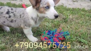 Щенок девочка вельш-корги-кардиган