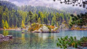 Шум дождя, Звуки леса, Пение птиц, Музыка для сна, Мелодия дождя