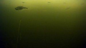 Рыбалка на водохранилище... Подводная съемка