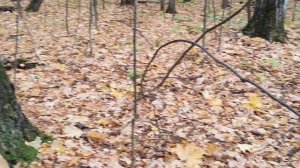 прогулка по лесу