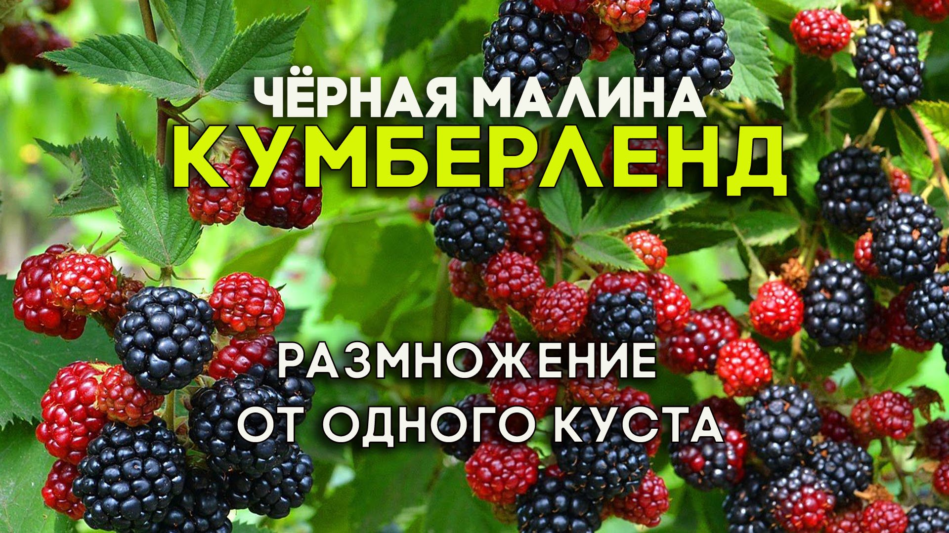 Черная малина кумберленд. Размножение от одного куста.