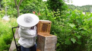 Summertime honey extraction, Traditional Japanese beekeeping, Apis cerana japonica. (with subtitles