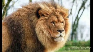 10 ФАКТОВ О ЛЬВАХ