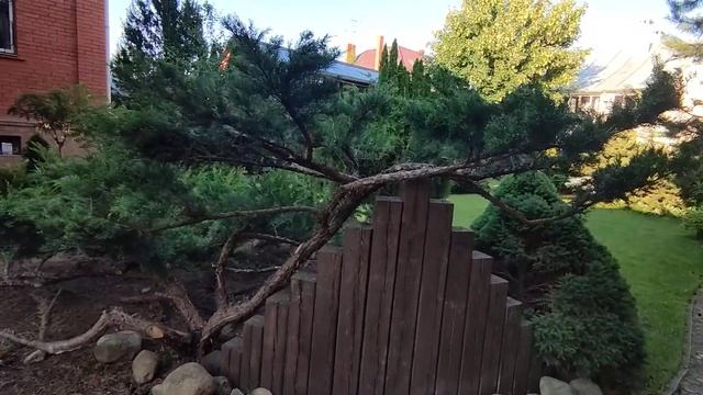 подводя итоги эксперимента обрезка можжевельника смотреть онлайн