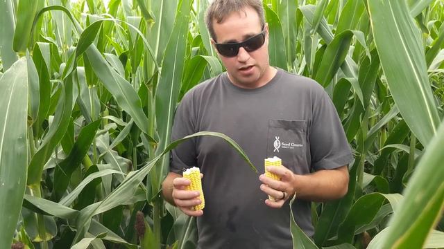 112 Day Agrisure® 3000GT Triple Stack Hybrid Seed Corn DIRECT 7112-3000 смотреть онлайн