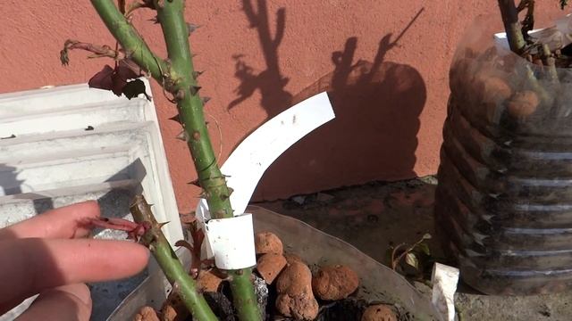 Как сохранить розы до весны. Передержка роз, купленных осенью.
