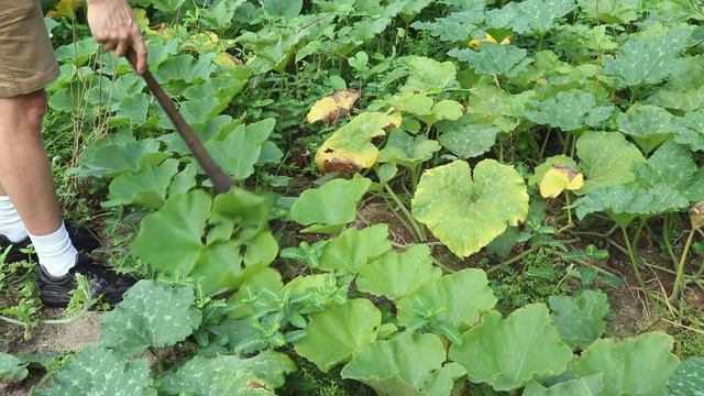 What You Need to Know about Growing Pumpkins and Winter Squash смотреть онлайн