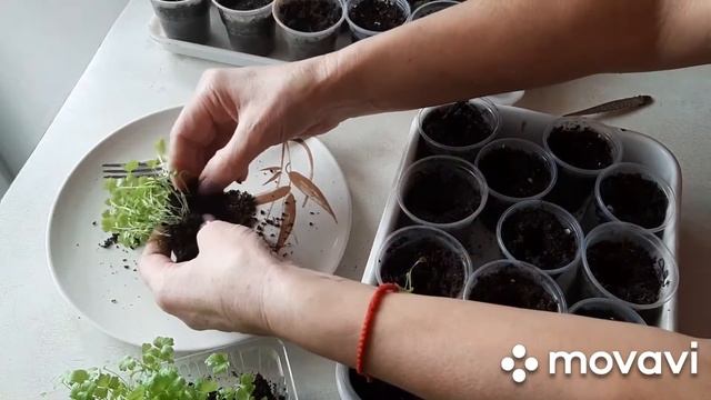 Пикирую рассаду сельдерея смотреть онлайн