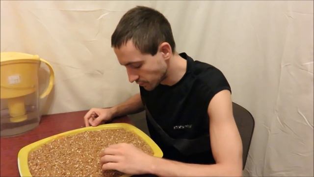 Как правильно и легко проращивать пшеницу в домашних условиях