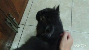 Полуперс киска Мико