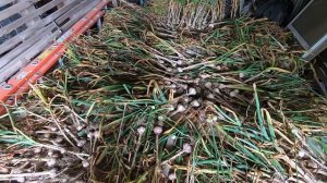 Harvesting, Curing and Storing Your Homegrown Garlic