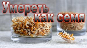 Урок субботней школы 12. Умереть, как семя